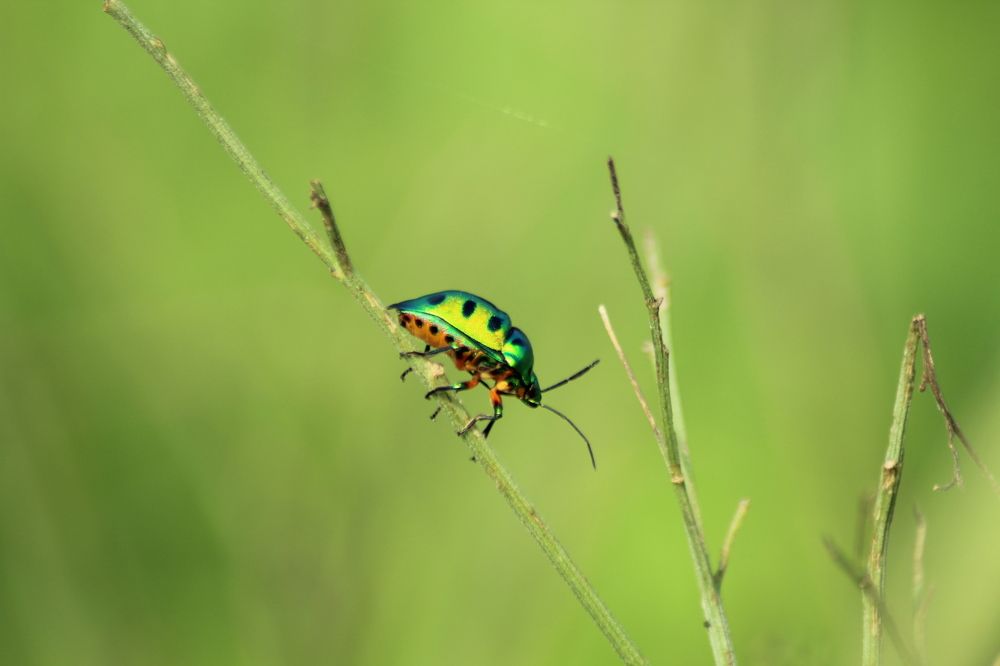 Jewel bug