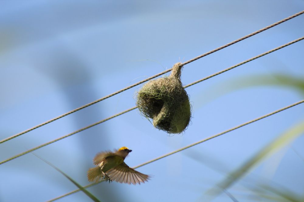 Flying mode of Baya weaver