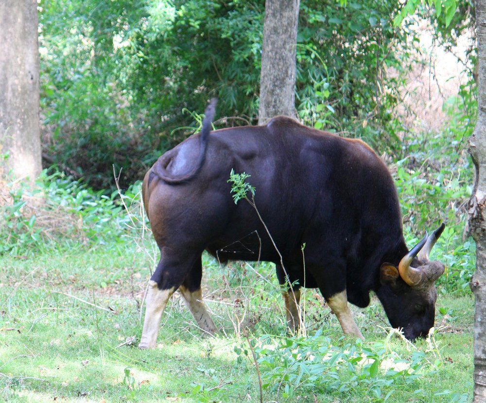 The gaur (asiatic wild ox)