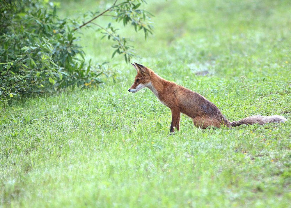 Цель обнаружена.