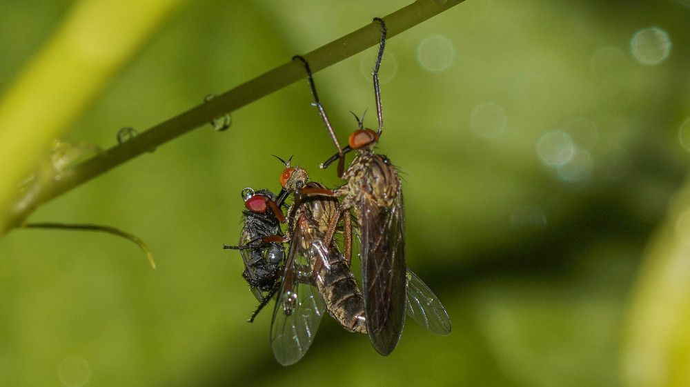 Толкунчики...
