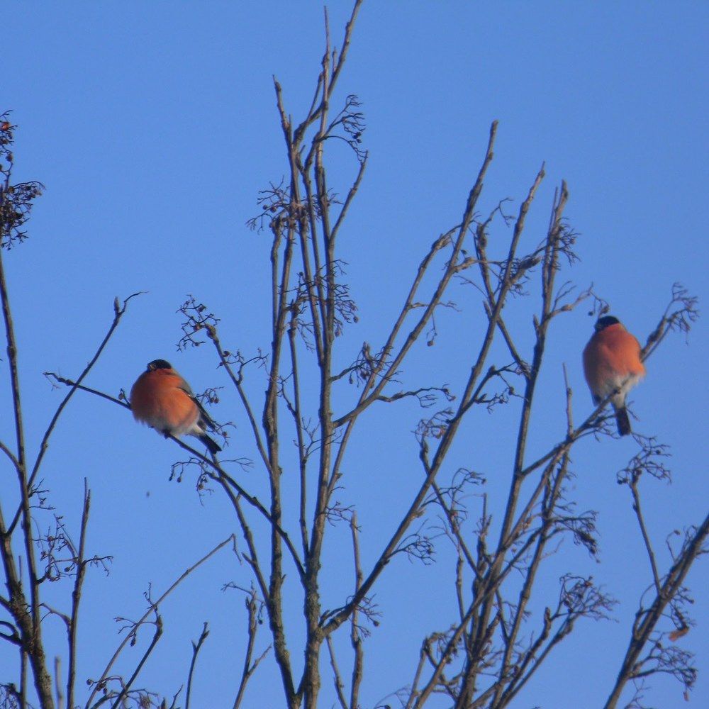 Сказочная зима