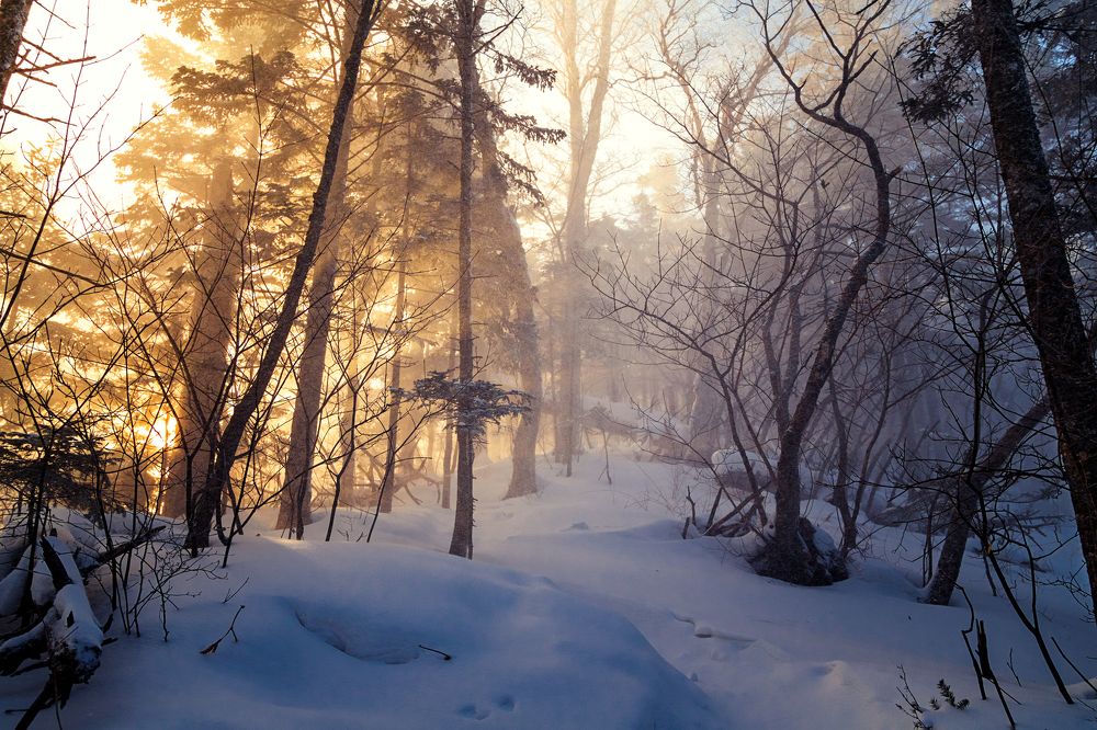 Метет на рассвете в лесу на Фалазе