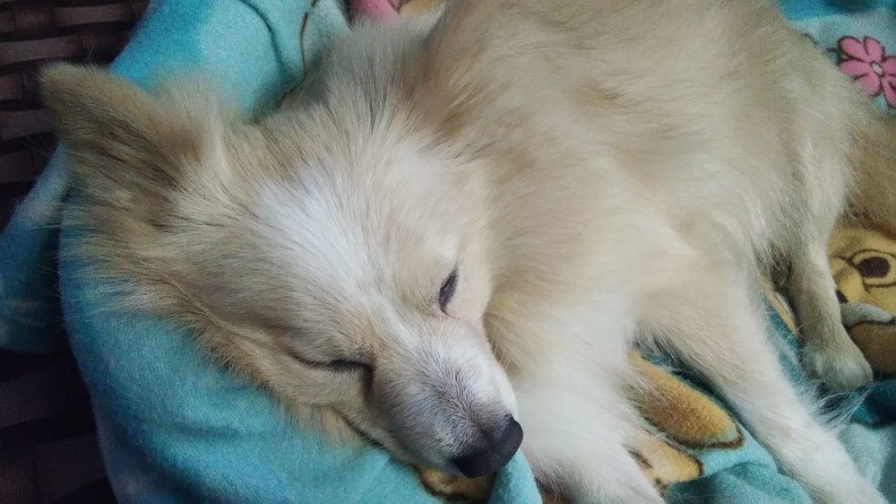 My Dog sleeping ..