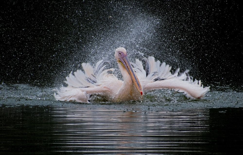 Great white pelican