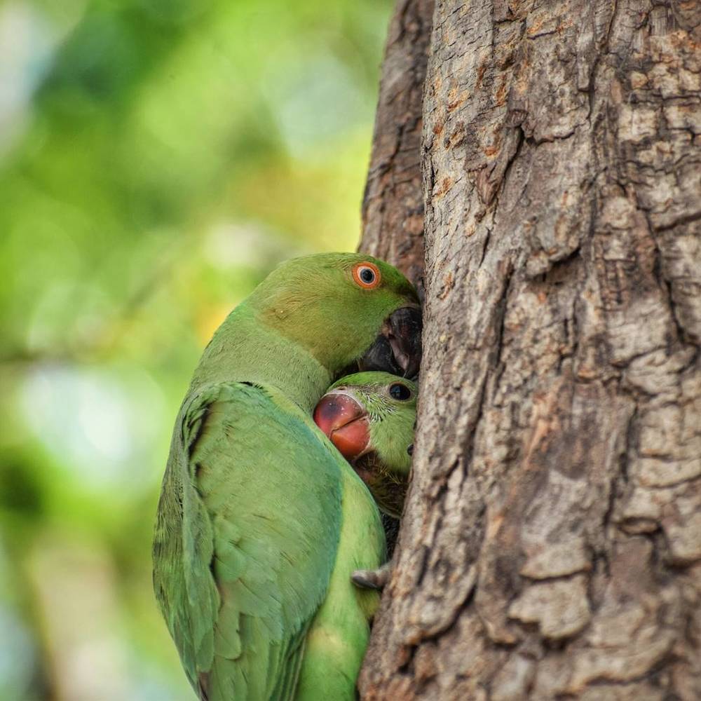 rose ringed parakeet