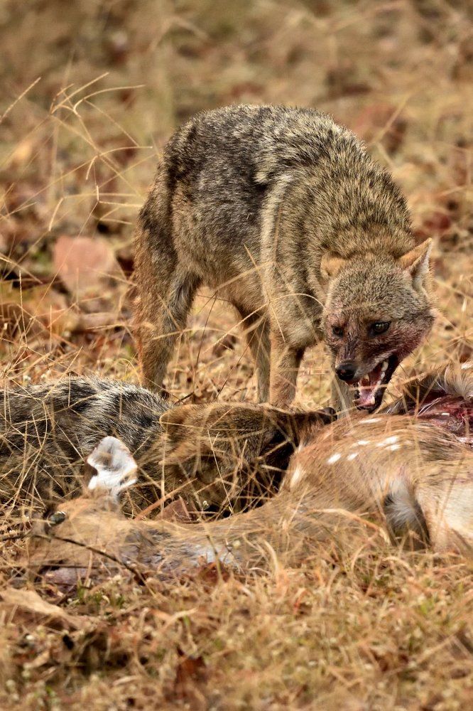 My right to the first bite....