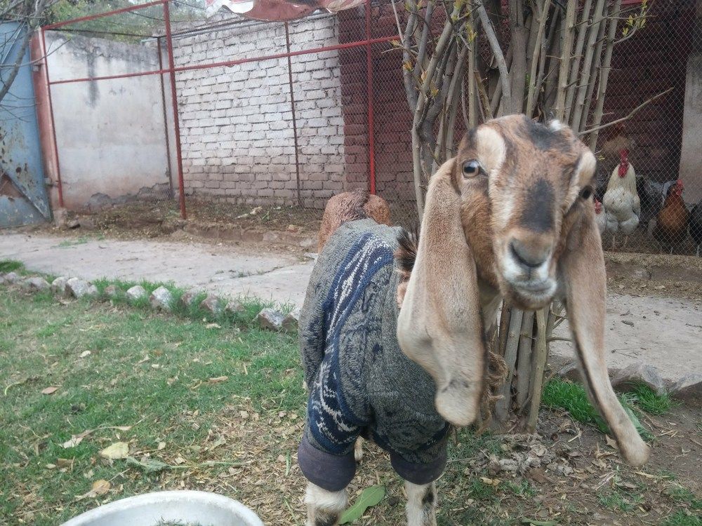 Goat Buck