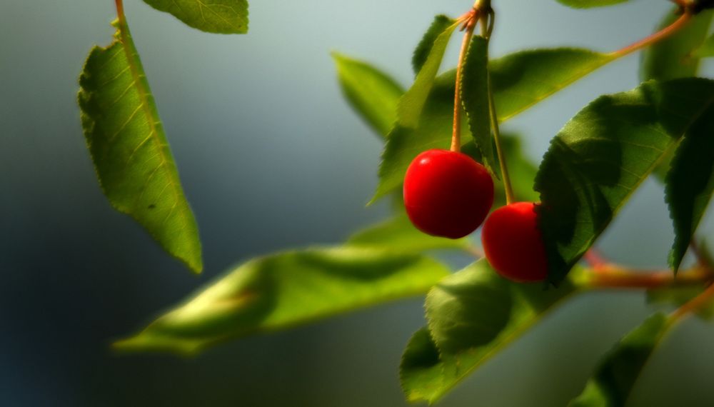 Начало цвета.