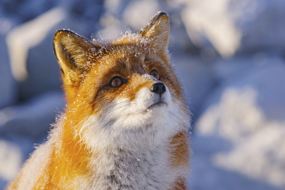 Рыжие глаза.