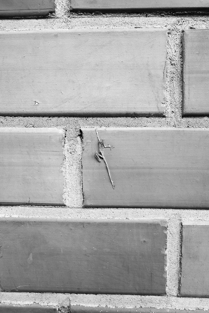 Photograph by Bárbara Guerreira