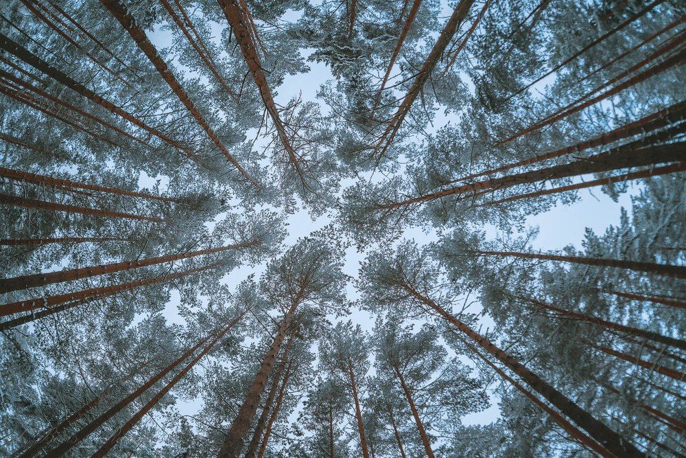 Лесное небо