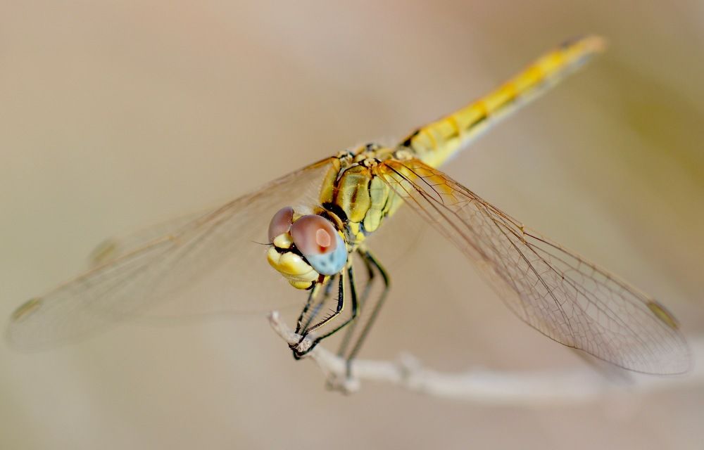 Dragonfly