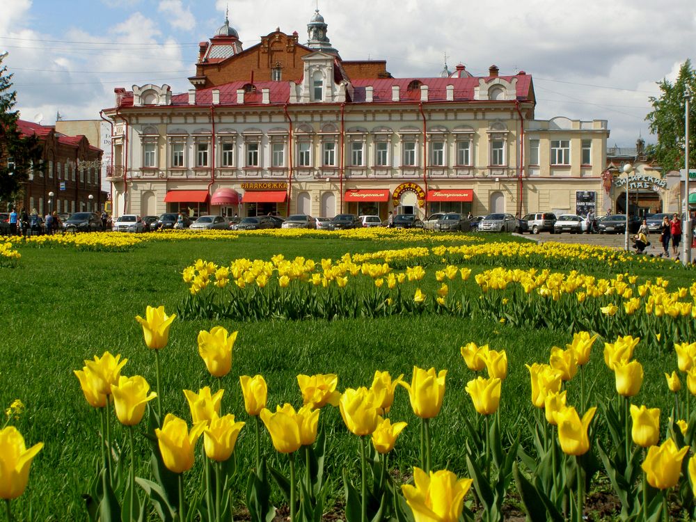 Желтые тюльпаны