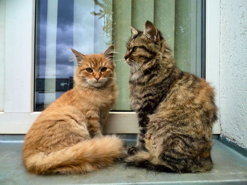 Сладкая парочка