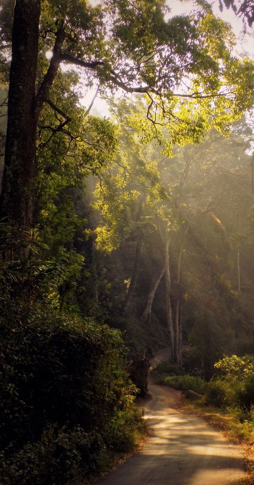 Munnar road