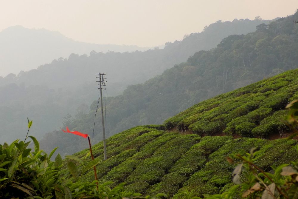 Tea Garden