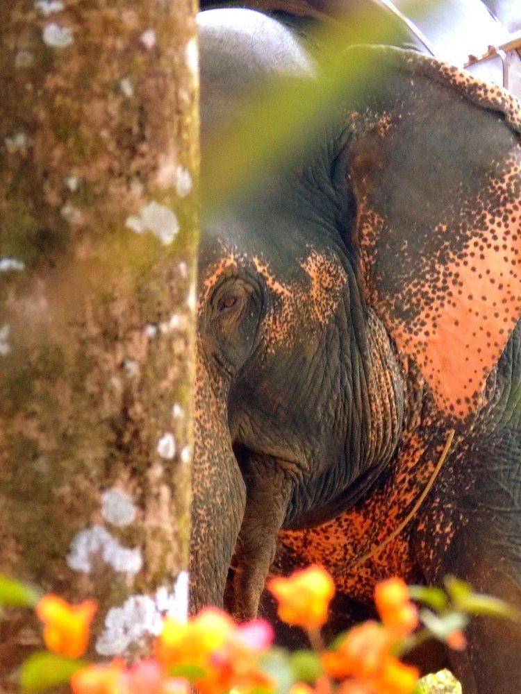 Elephant
