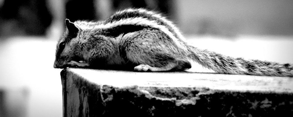 Squirrel