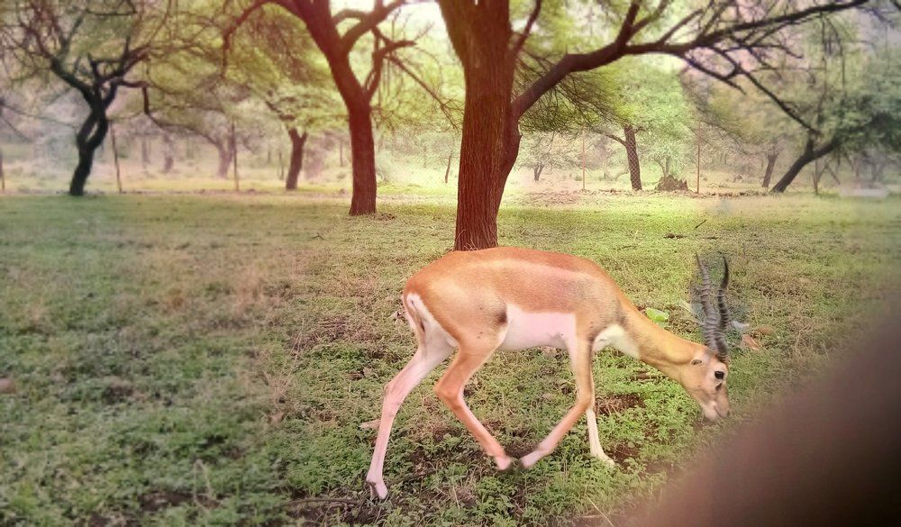Baby of deer
