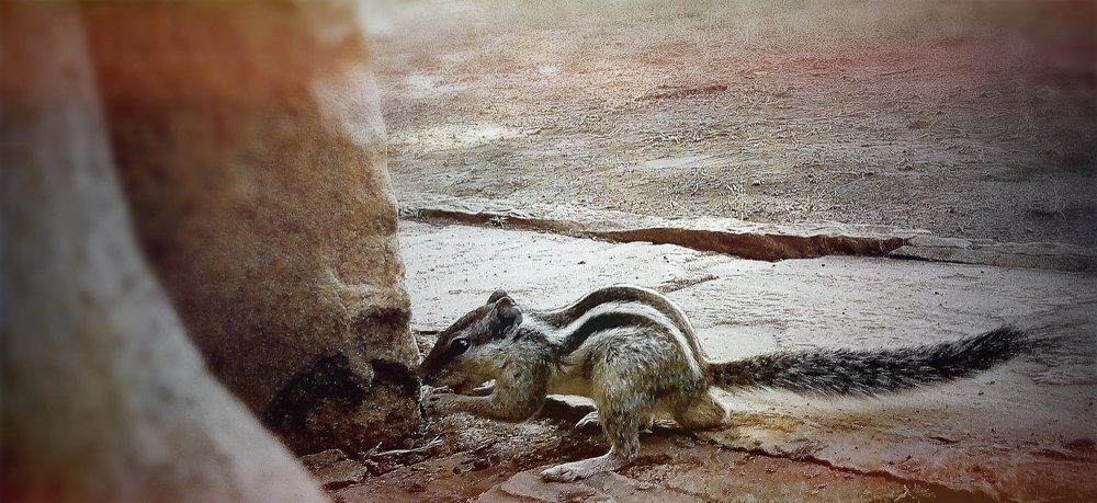 Squirrel