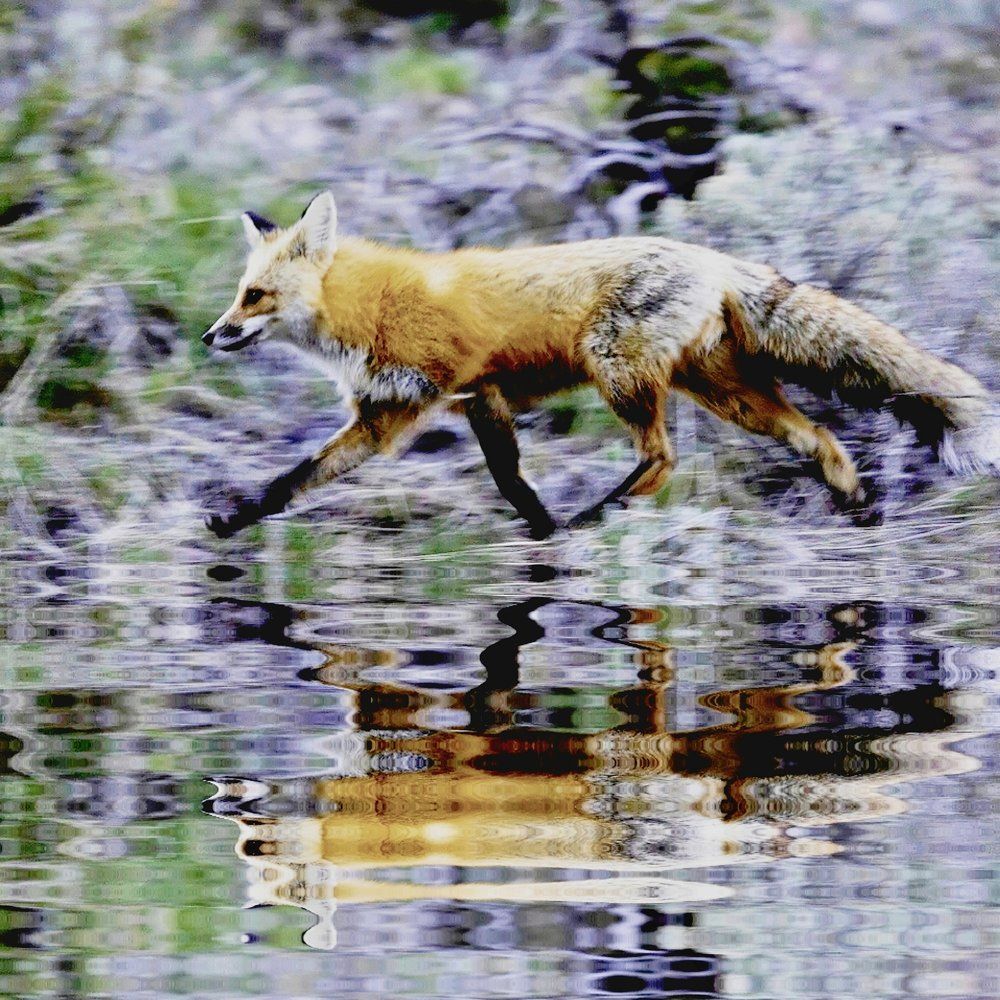 Běží liška k Táboru ...