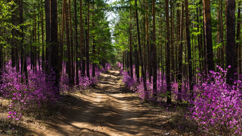 Коралловый лес Сибири