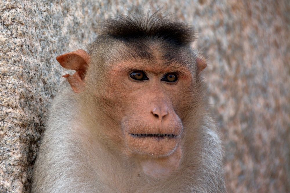 Portrait of a monkey