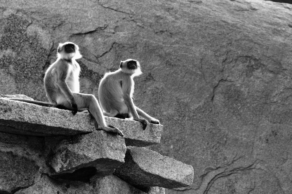 Two Langurs looking elsewhere