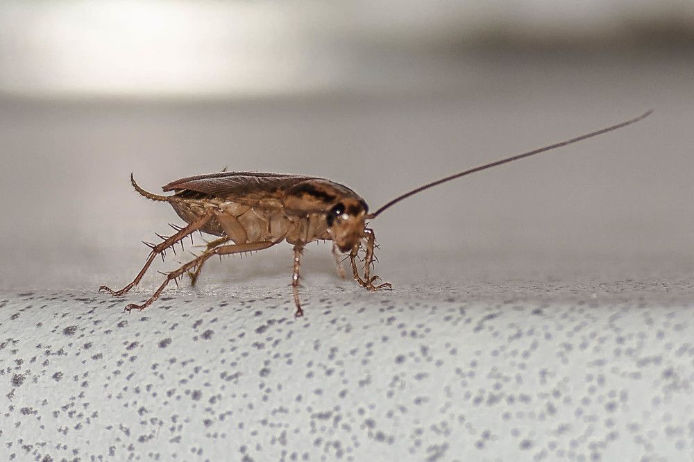 Тараканище