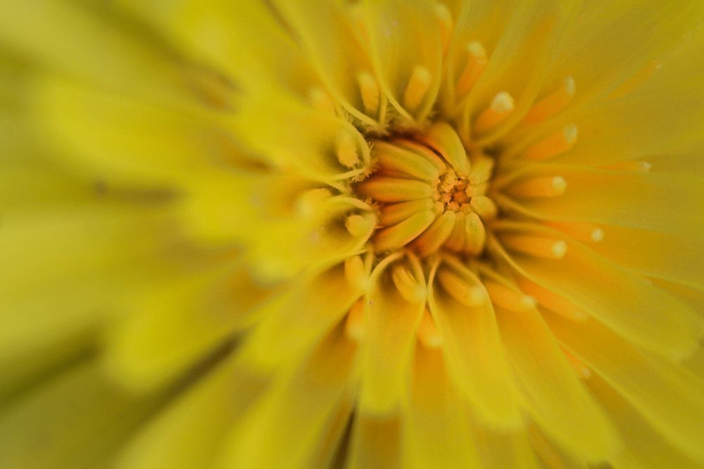 Deep Yellow