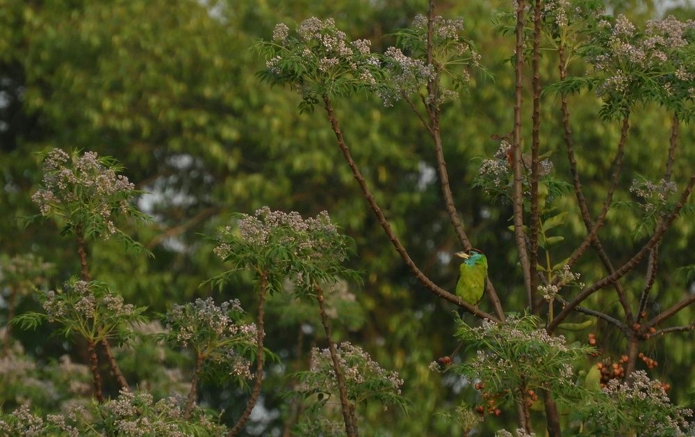 Birdscape