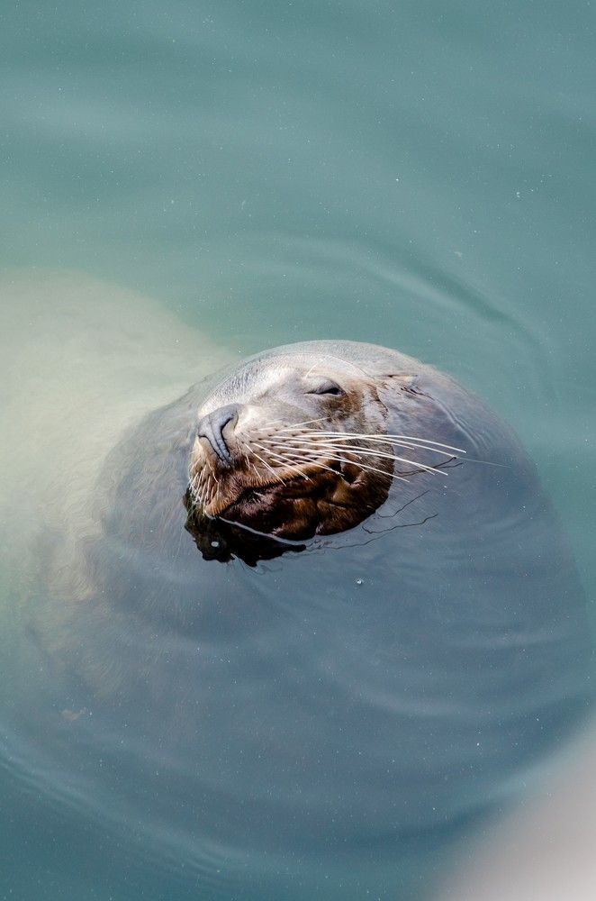 Воображуля