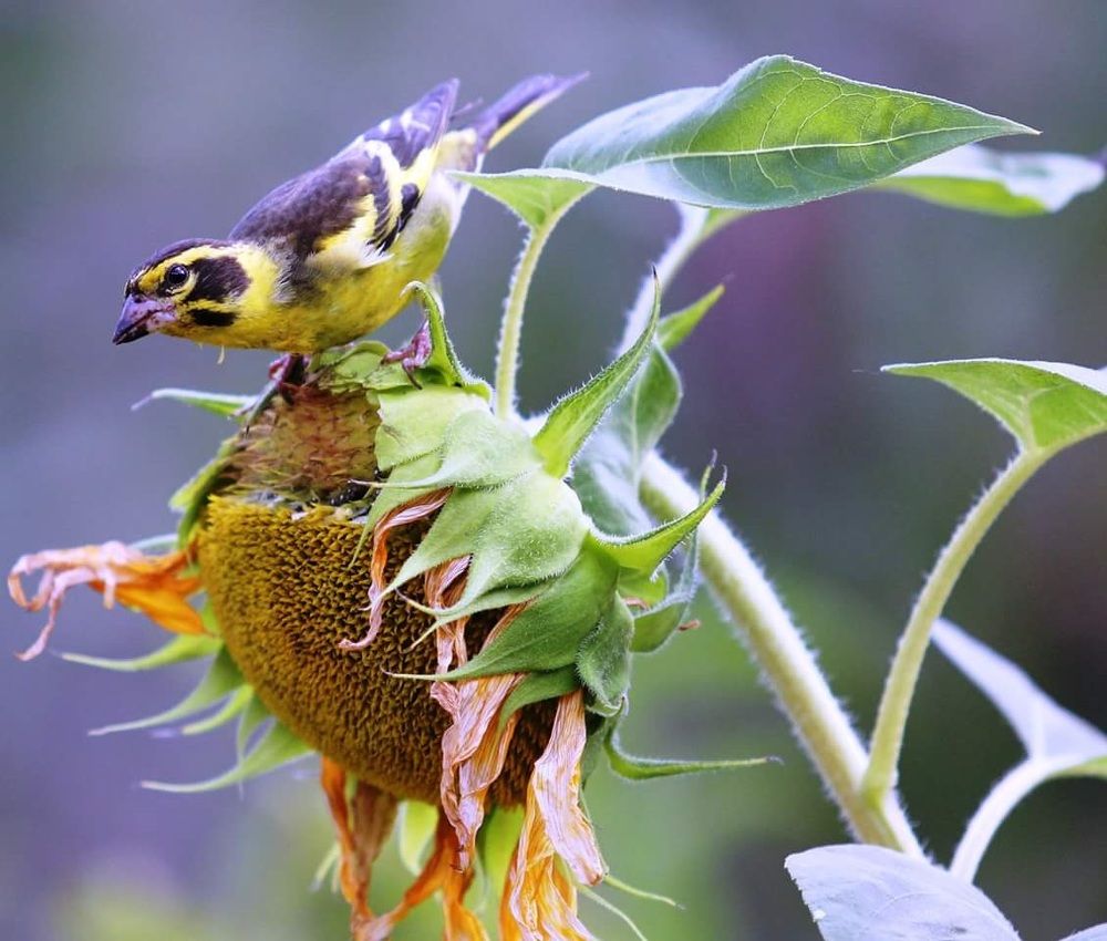 Bird on sun flower
