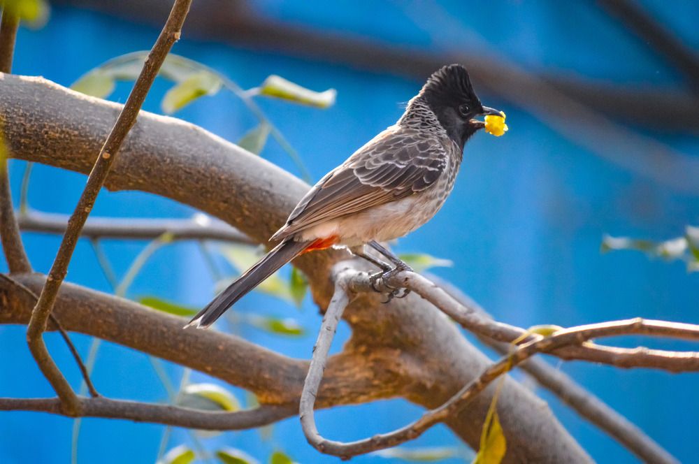 Bird Acting