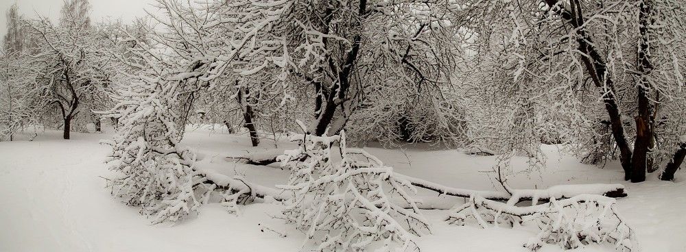 Сад снегов