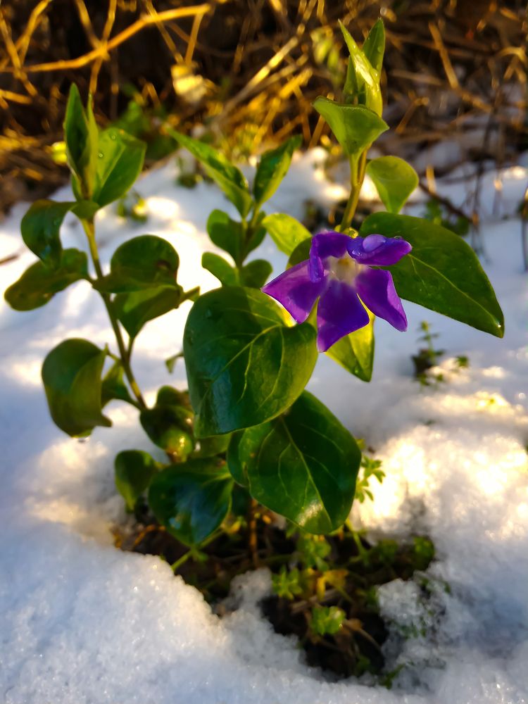 Дыхание весны