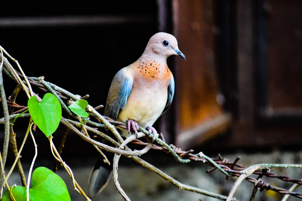 Bird