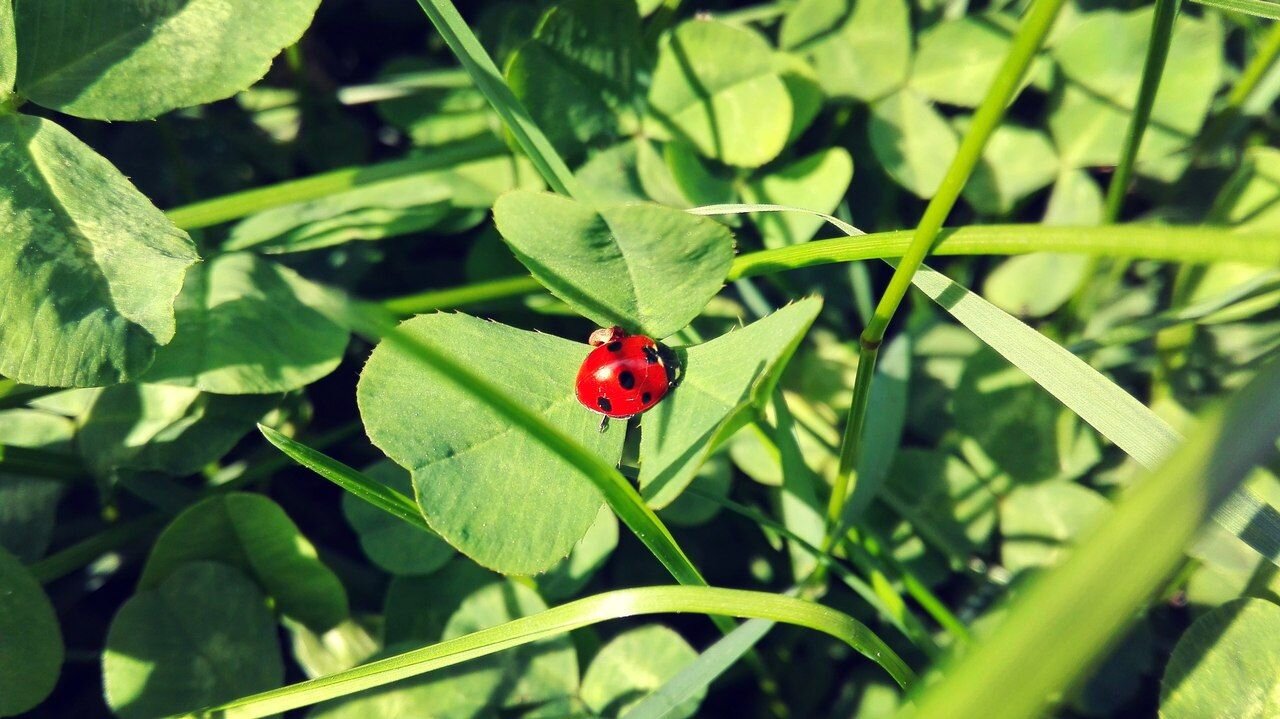 Божья коровка :)