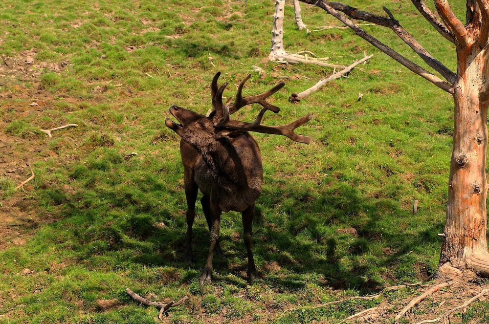 Зов природы