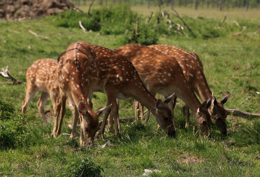 На Висимских лугах