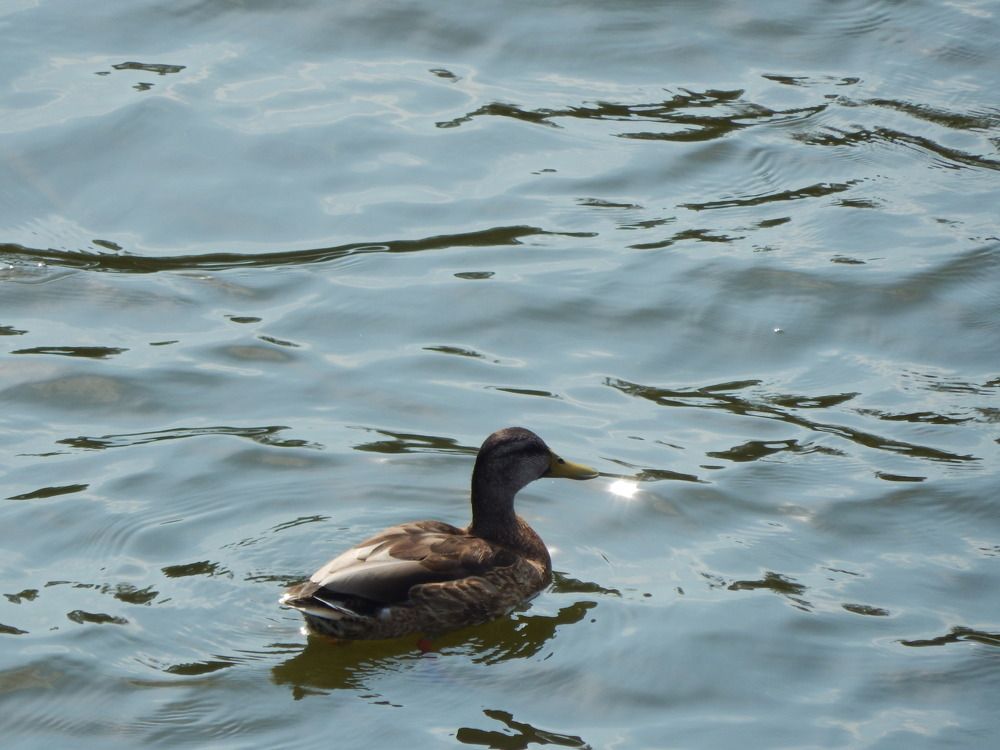 Безмятежность