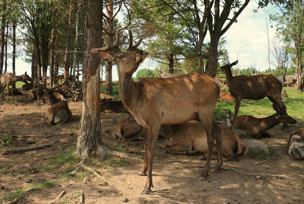 А я ещё и так могу!