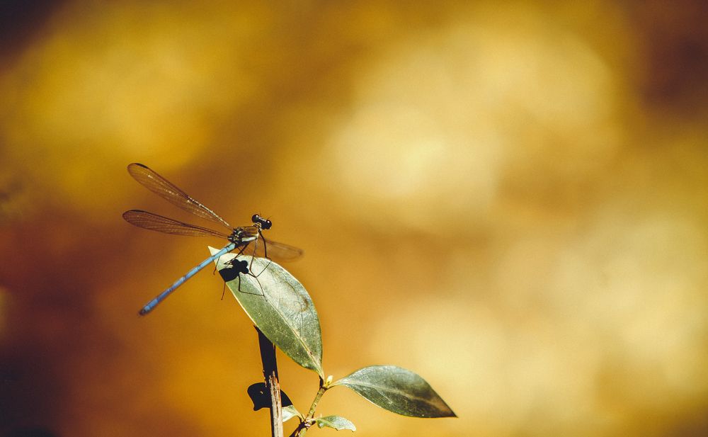 Photograph by francisco willian saldanha