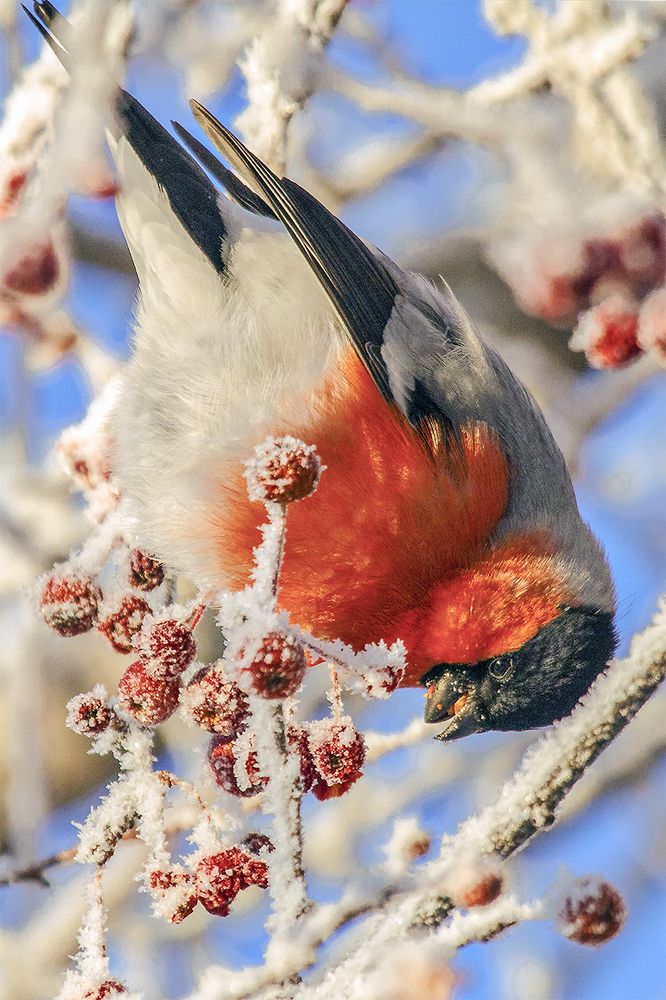 Сибирские мандаринки