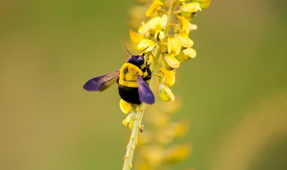 It time to feed and pollinate