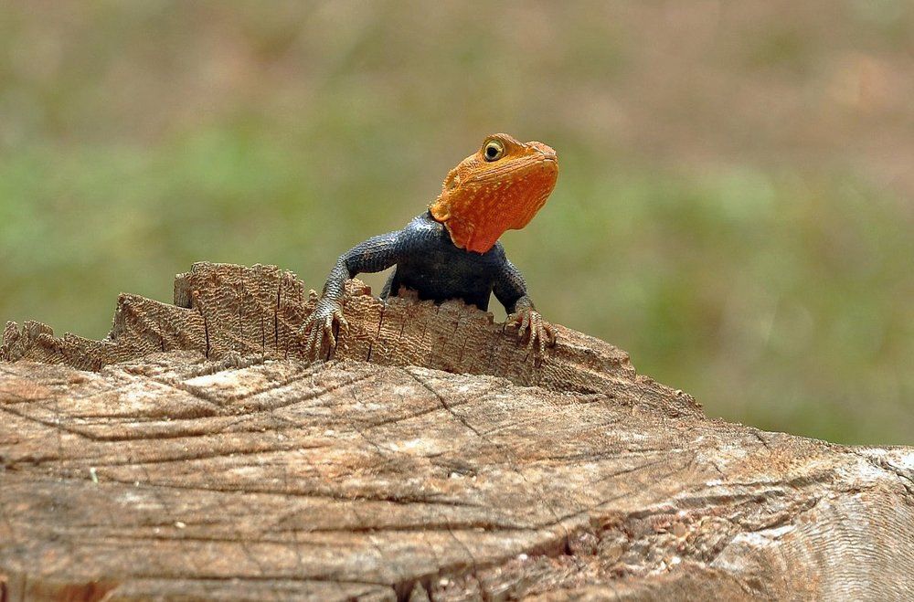 Любопытный