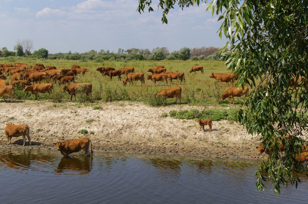 Photograph by Ирина Беленкевич