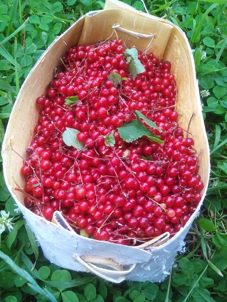 Красная смородина