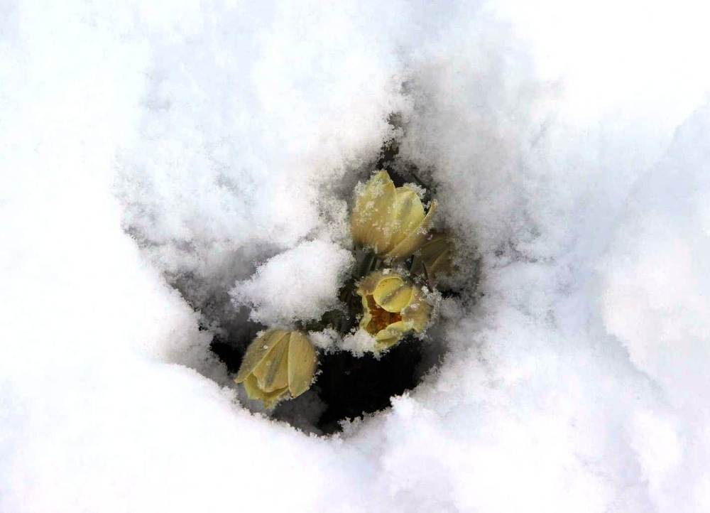 Посднежники